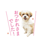 マルシーズー。（個別スタンプ：10）