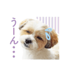 マルシーズー。（個別スタンプ：11）