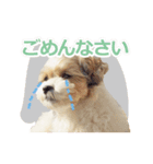 マルシーズー。（個別スタンプ：12）