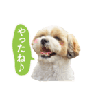 マルシーズー。（個別スタンプ：13）