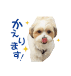 マルシーズー。（個別スタンプ：14）