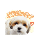 マルシーズー。（個別スタンプ：15）