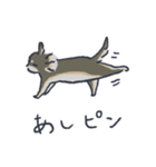 ロングコートチワワ（ブルータン）（個別スタンプ：16）