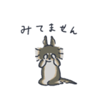 ロングコートチワワ（ブルータン）（個別スタンプ：38）