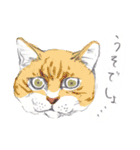 ネコさんのお顔（個別スタンプ：6）