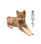 柴犬のナナ ver.1（個別スタンプ：1）