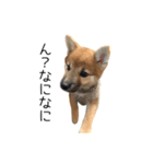 柴犬のナナ ver.1（個別スタンプ：3）