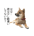 柴犬のナナ ver.1（個別スタンプ：5）