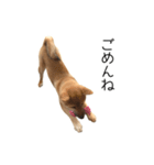 柴犬のナナ ver.1（個別スタンプ：9）