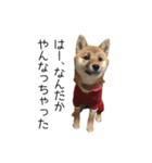 柴犬のナナ ver.1（個別スタンプ：12）