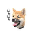 柴犬のナナ ver.1（個別スタンプ：14）