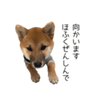 柴犬のナナ ver.1（個別スタンプ：15）