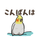 オカメインコ ピーちゃん Vol.2（個別スタンプ：5）