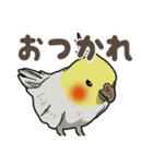 オカメインコ ピーちゃん Vol.2（個別スタンプ：10）