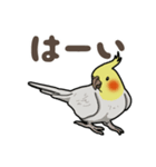 オカメインコ ピーちゃん Vol.2（個別スタンプ：13）