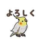 オカメインコ ピーちゃん Vol.2（個別スタンプ：20）