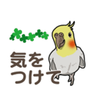 オカメインコ ピーちゃん Vol.2（個別スタンプ：23）