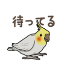 オカメインコ ピーちゃん Vol.2（個別スタンプ：24）