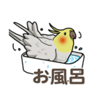 オカメインコ ピーちゃん Vol.2（個別スタンプ：33）