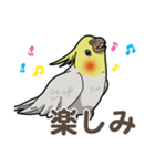 オカメインコ ピーちゃん Vol.2（個別スタンプ：37）