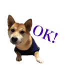 柴犬「春菊」すたんぷ（個別スタンプ：1）