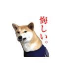 柴犬「春菊」すたんぷ（個別スタンプ：2）