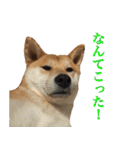 柴犬「春菊」すたんぷ（個別スタンプ：3）