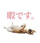 柴犬「春菊」すたんぷ（個別スタンプ：5）
