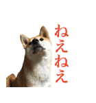柴犬「春菊」すたんぷ（個別スタンプ：6）