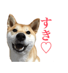 柴犬「春菊」すたんぷ（個別スタンプ：7）