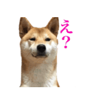柴犬「春菊」すたんぷ（個別スタンプ：10）