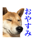 柴犬「春菊」すたんぷ（個別スタンプ：12）