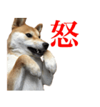柴犬「春菊」すたんぷ（個別スタンプ：13）