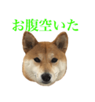 柴犬「春菊」すたんぷ（個別スタンプ：14）