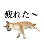 柴犬「春菊」すたんぷ（個別スタンプ：16）