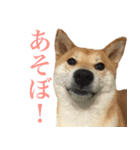 柴犬「春菊」すたんぷ（個別スタンプ：17）