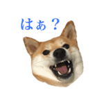 柴犬「春菊」すたんぷ（個別スタンプ：18）