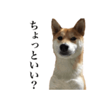 柴犬「春菊」すたんぷ（個別スタンプ：19）