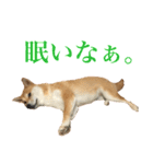 柴犬「春菊」すたんぷ（個別スタンプ：20）