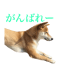 柴犬「春菊」すたんぷ（個別スタンプ：22）