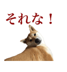 柴犬「春菊」すたんぷ（個別スタンプ：23）