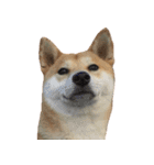 柴犬「春菊」すたんぷ（個別スタンプ：24）