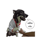 My lucky dogs（個別スタンプ：1）