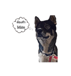 My lucky dogs（個別スタンプ：2）