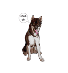 My lucky dogs（個別スタンプ：3）
