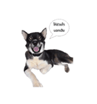 My lucky dogs（個別スタンプ：4）
