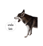 My lucky dogs（個別スタンプ：5）