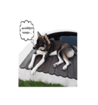 My lucky dogs（個別スタンプ：6）