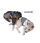My lucky dogs（個別スタンプ：8）