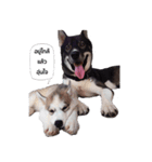 My lucky dogs（個別スタンプ：10）